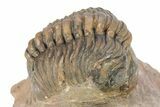 Curled Reedops Trilobite - Morocco #273447-1